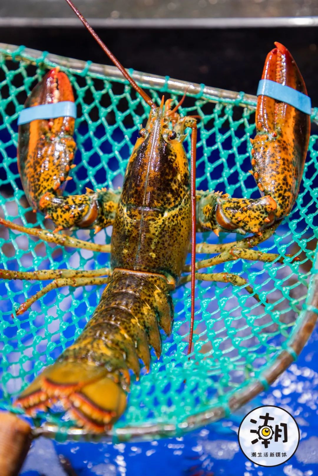 2020成都年貨大集 不出蓉城，嘗遍全球海鮮年味